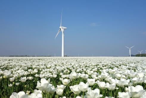 Wind turbines, tulipes, netherlands